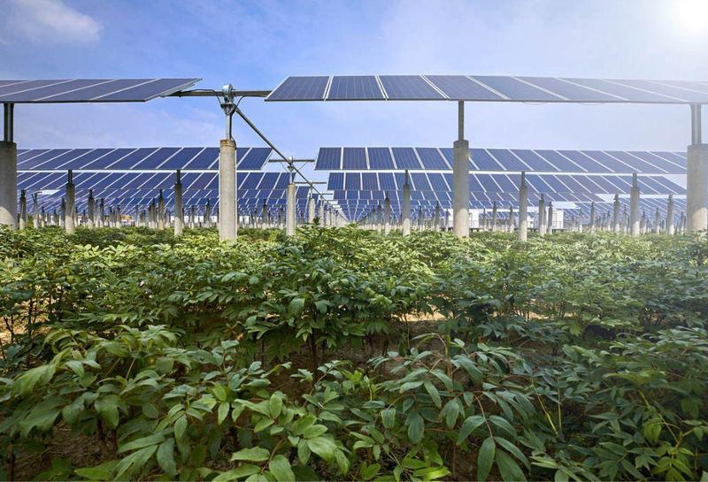 Agrofotowoltaika: Nowa Era w Rolnictwie, Która Zmienia Zasady Gry